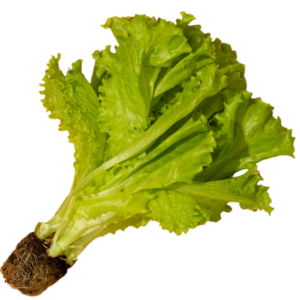 Pre Booking Lettuce Tuesday