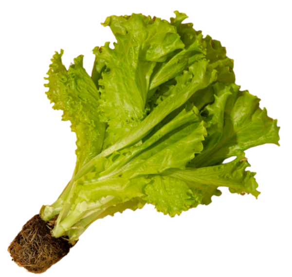 Pre Booking Lettuce Tuesday